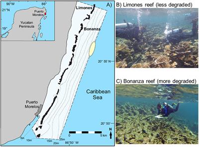 Coral Reef Degradation Differentially Alters Feeding Ecology of Co-occurring Congeneric Spiny Lobsters